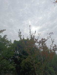 树林上方的多云天空