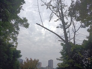 阴天树林间的城市远景