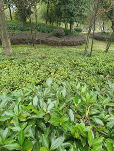 绿意盎然的繁茂植物景观