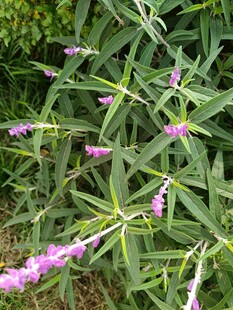 紫色穗状野花绽放