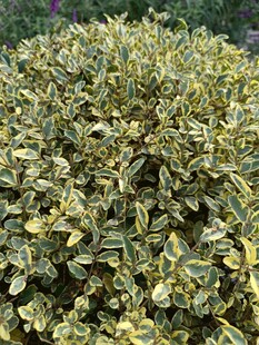 金边黄杨绿植特写