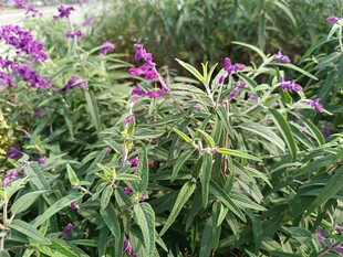 紫色花卉与绿叶植物景观