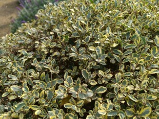 金边绿叶植物特写