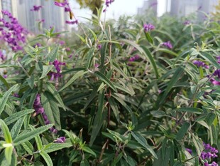 紫色花卉与绿叶植物景观