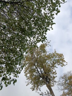 仰视繁茂树木枝叶