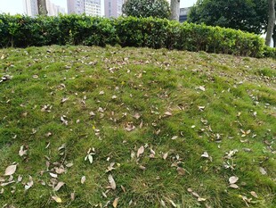 草坪上散落的枯黄树叶