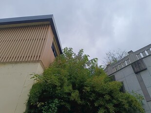 户外建筑旁的绿植景观