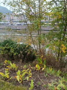 河畔绿植景观