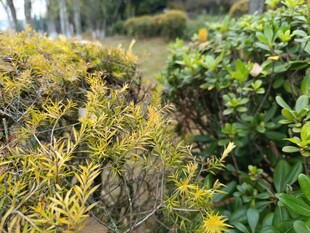 金黄绿植与周边绿植景观