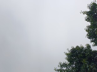 仰视天空与树梢