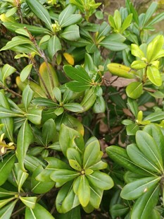 绿叶繁茂的植物景观