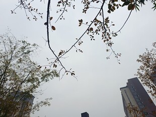 枝头新绿映高楼