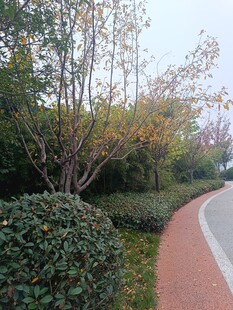 秋日公园蜿蜒小径景观