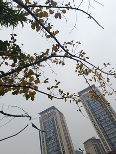 秋日枝头下的高楼景致