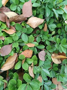 绿叶间的枯黄落叶