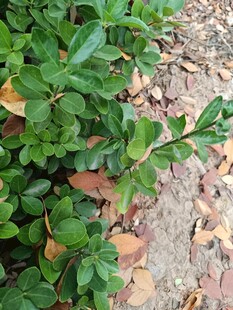 绿叶与落叶的自然景致