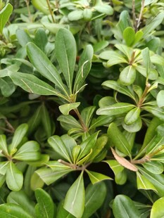 绿叶繁茂的植物景观