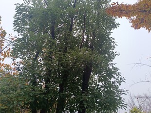 高大葱郁的树木景观