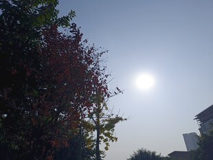 阳光下的树木与明亮天空