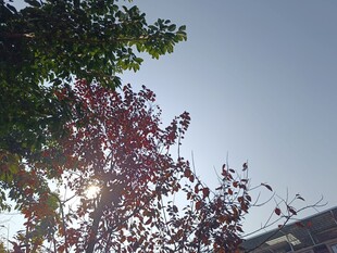 阳光下的红树叶与绿树