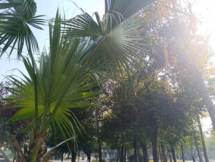 阳光下的热带棕榈树景观