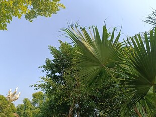 夏日葱郁绿植景观