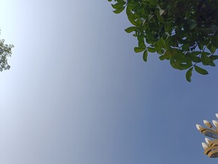 仰视绿树蓝天景致