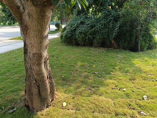 树下绿意盎然的草地景象