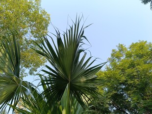 户外挺拔的棕榈树景观