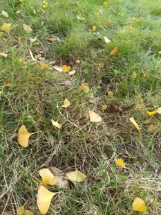 草地上散落的金黄树叶