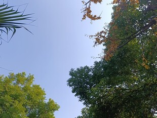 仰视葱郁树木与晴朗天空