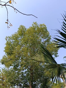 秋日葱郁树木景观