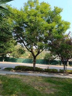 公园内葱郁绿树景观