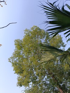 仰视绿树蓝天美景