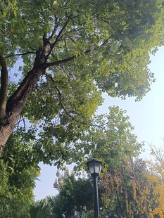 阳光下的繁茂大树