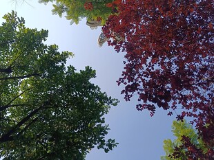 仰观多彩树木与蓝天