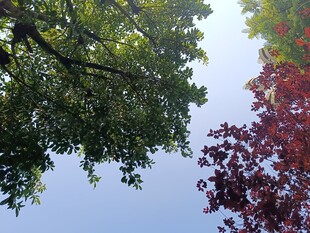 仰观绿树红叶映蓝天