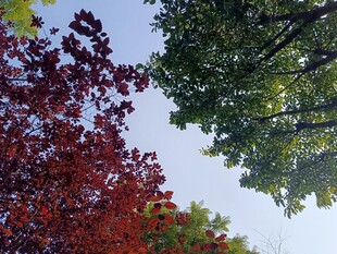 秋日多彩树木景致