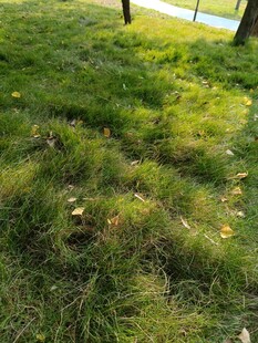 阳光下的翠绿草地