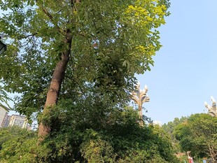 绿树成荫的户外景致