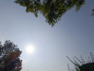 阳光下的树梢与蓝天