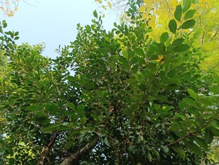 繁茂绿树展现自然生机