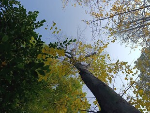 仰望林间高耸树木