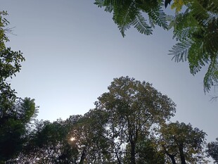 仰视树木与天际的景致