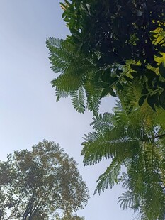 仰视葱郁树木与天空