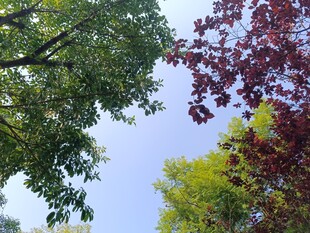 仰视多彩树木与蓝天