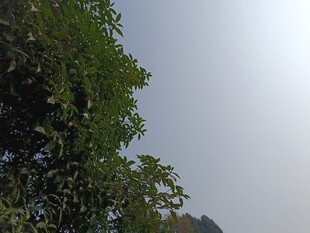 绿树蓝天自然景致