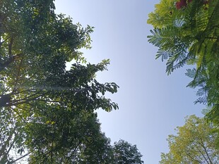 仰视葱郁树木与蓝天