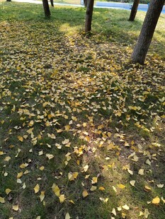 秋日落叶铺满地的静谧场景