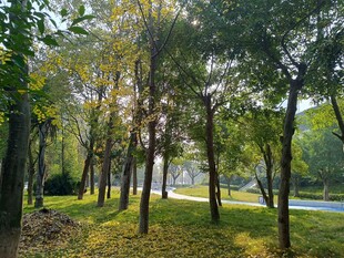 阳光洒落林间的静谧小道